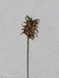 Attēlu rezultāti vaicājumam “Carex dioica male flower”