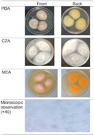 Attēlu rezultāti vaicājumam “Physarum obscurum macro”