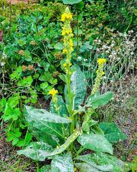 Attēlu rezultāti vaicājumam “Verbascum thapsus flower”