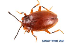 Attēlu rezultāti vaicājumam “Endomychidae”