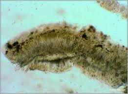 Attēlu rezultāti vaicājumam “Melanohalea exasperata”