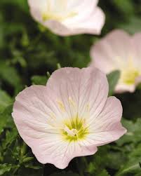 Image result for Oenothera odorata