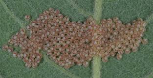 Attēlu rezultāti vaicājumam “Lacanobia contigua imago”