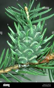 Attēlu rezultāti vaicājumam “Sacchiphantes abietis”