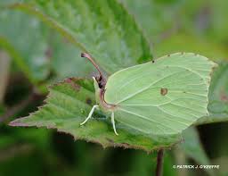 Attēlu rezultāti vaicājumam “Gonepteryx rhamni male”