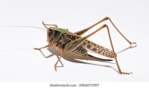 Attēlu rezultāti vaicājumam “Decticus verrucivorus nymph”