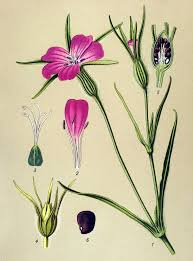 Image result for Agrostemma githago