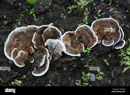 Attēlu rezultāti vaicājumam “Bjerkandera adusta”