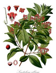Attēlu rezultāti vaicājumam “Santalaceae”