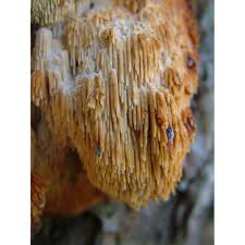 Attēlu rezultāti vaicājumam “Sarcodontia crocea”