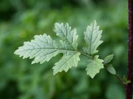 Attēlu rezultāti vaicājumam “Sinapis alba”