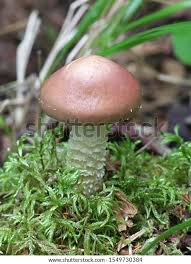 Attēlu rezultāti vaicājumam “Stropharia hornemannii”