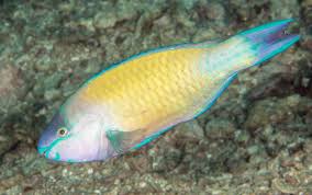 Image result for Scarus psittacus