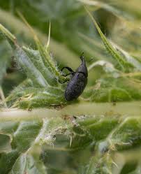Attēlu rezultāti vaicājumam “Larinus sp.”