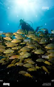 Image result for Scuba Skooling