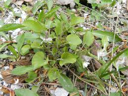 Attēlu rezultāti vaicājumam “Viola rupestris leaf”