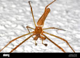 Attēlu rezultāti vaicājumam “Tetragnathidae”