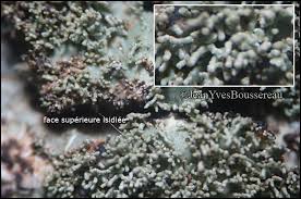 Attēlu rezultāti vaicājumam “Parmelia submontana”