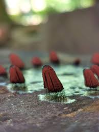 Attēlu rezultāti vaicājumam “Stemonitis marjana”