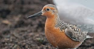 Attēlu rezultāti vaicājumam “Calidris canutus adult”