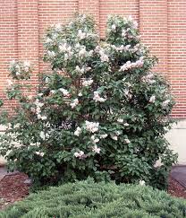 Attēlu rezultāti vaicājumam “Syringa vulgaris flower”