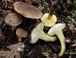 Attēlu rezultāti vaicājumam “Xerocomus pruinatus”