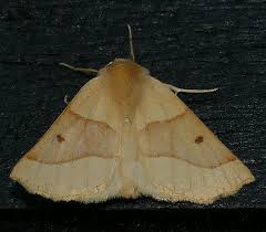 Attēlu rezultāti vaicājumam “Crocallis elinguaria larva”