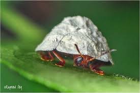 Attēlu rezultāti vaicājumam “Retinia resinella pupa”