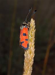 Attēlu rezultāti vaicājumam “Zygaena sp.”