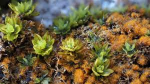 Attēlu rezultāti vaicājumam “Encalypta streptocarpa sporophyte”