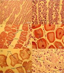 Image result for Albula glossodonta