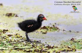 Attēlu rezultāti vaicājumam “Gallinula chloropus juvenile”