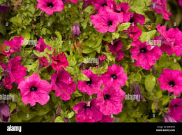 Image result for Petunia hybrida