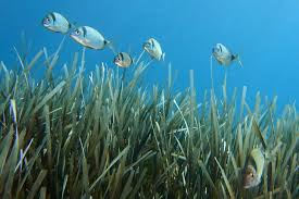 Image result for Diplodus vulgaris