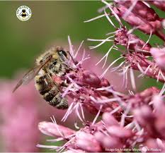 Attēlu rezultāti vaicājumam “Eupatorium cannabinum bud”