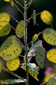 Attēlu rezultāti vaicājumam “Lunaria annua leaf”