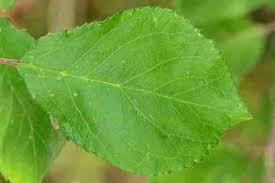 Attēlu rezultāti vaicājumam “Prunus spinosa leaf”