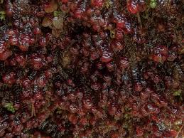 Attēlu rezultāti vaicājumam “Scapania undulata”