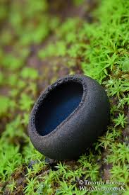 Attēlu rezultāti vaicājumam “Pseudoplectania nigrella”