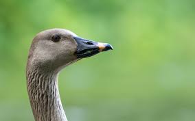 Attēlu rezultāti vaicājumam “Anser serrirostris adult”