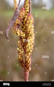 Attēlu rezultāti vaicājumam “Alnus incana female flower”