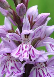 Attēlu rezultāti vaicājumam “Dactylorhiza”