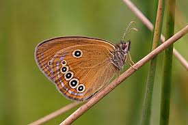 Attēlu rezultāti vaicājumam “Coenonympha hero underside”