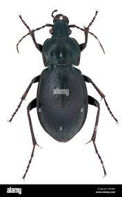 Attēlu rezultāti vaicājumam “Carabus nemoralis”