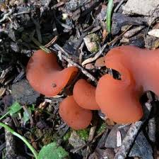 Attēlu rezultāti vaicājumam “Tremiscus helvelloides”