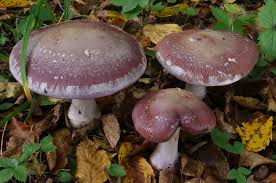 Attēlu rezultāti vaicājumam “Cortinarius praestans”