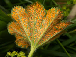 Attēlu rezultāti vaicājumam “Trachyspora intrusa”