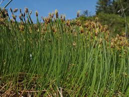 Attēlu rezultāti vaicājumam “Trichophorum cespitosum”