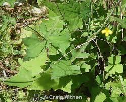 Attēlu rezultāti vaicājumam “Mycelis muralis”