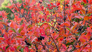 Attēlu rezultāti vaicājumam “Aronia melanocarpa”